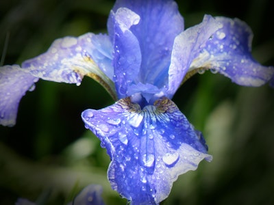 A closeup of a blue and white flower