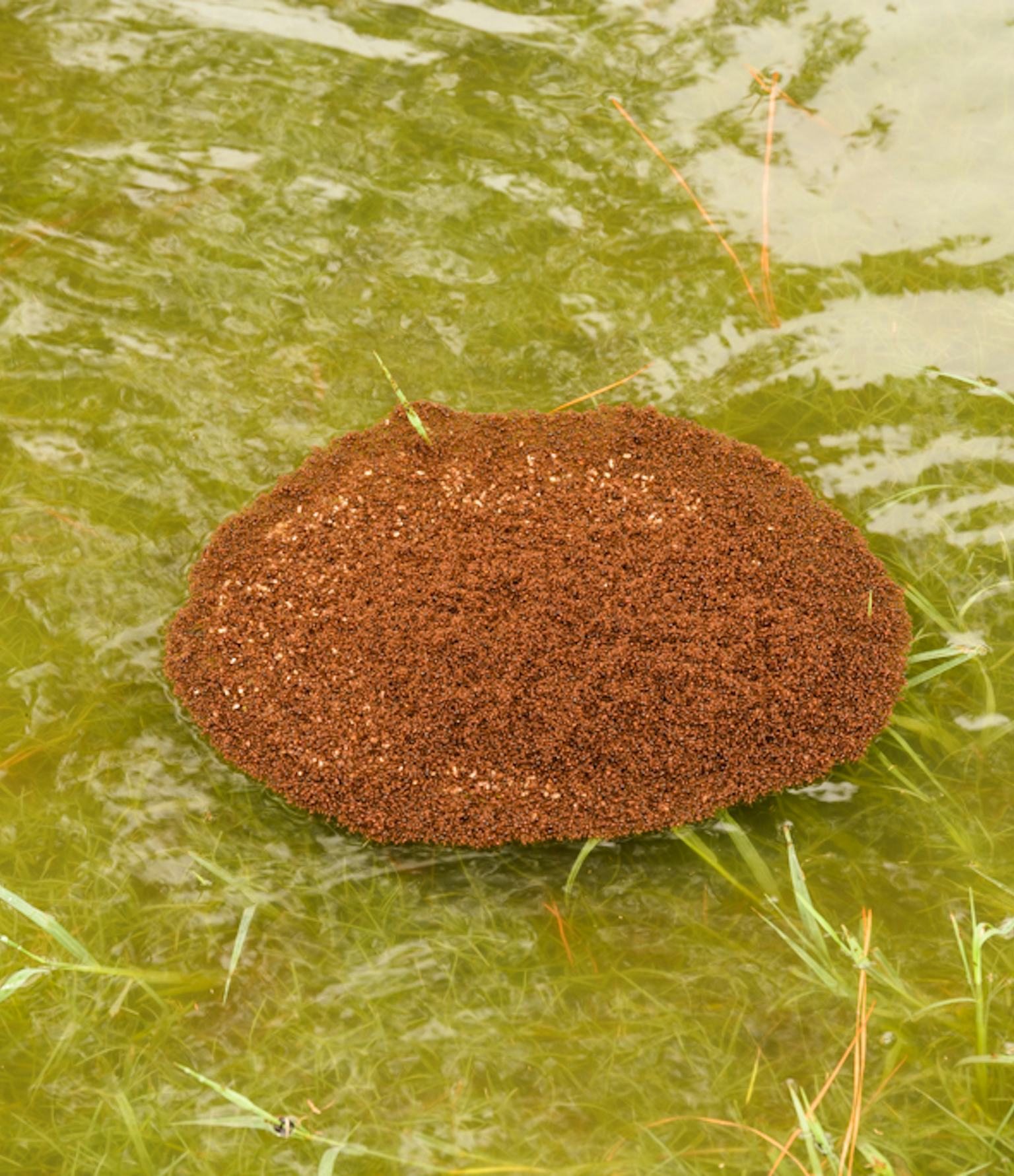 How the Houston Flood Supercharged This Raft of Fire Ants