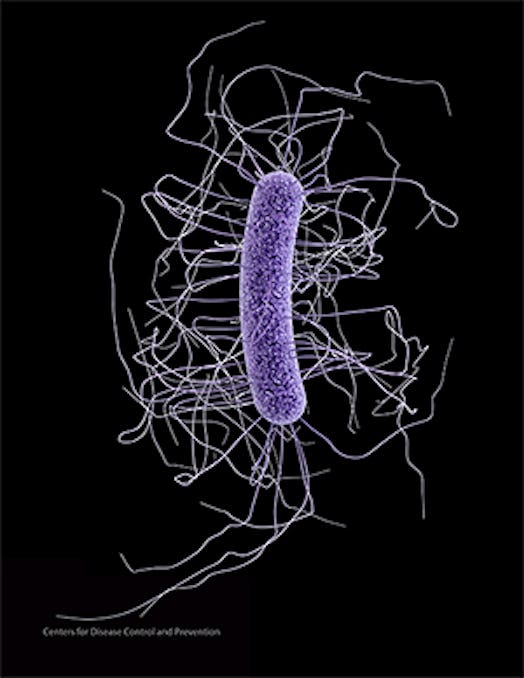 Clostridium difficile