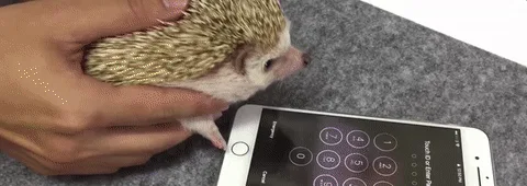 Watch This Hedgehog Unlock an iPhone with Its Paw