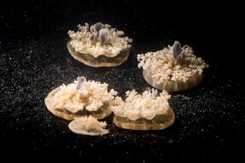 cassiopea jellyfish