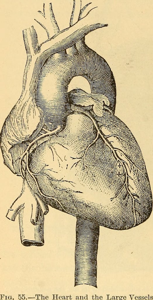 Image from page 115 of "Anatomy, physiology and hygiene" (1890)