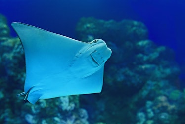 manta ray swimming