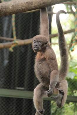 A Colombian woolly monkey in captivity.