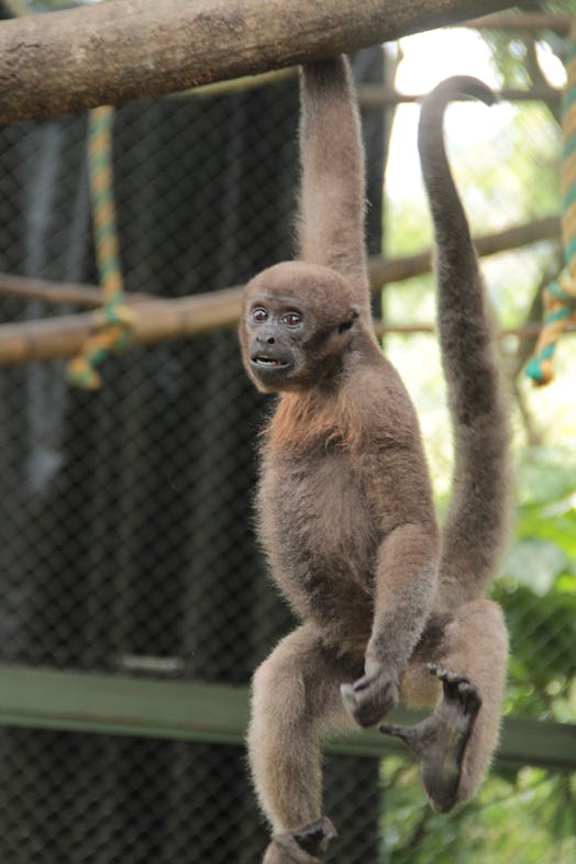 A Colombian woolly monkey in captivity.