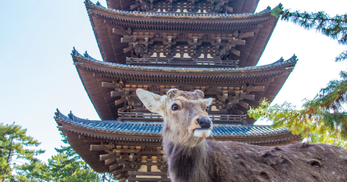 Deer In Sign Language Japan Wants People to Use
