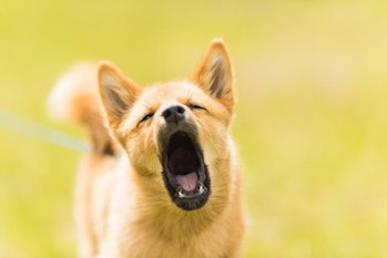 Yawning dogs 