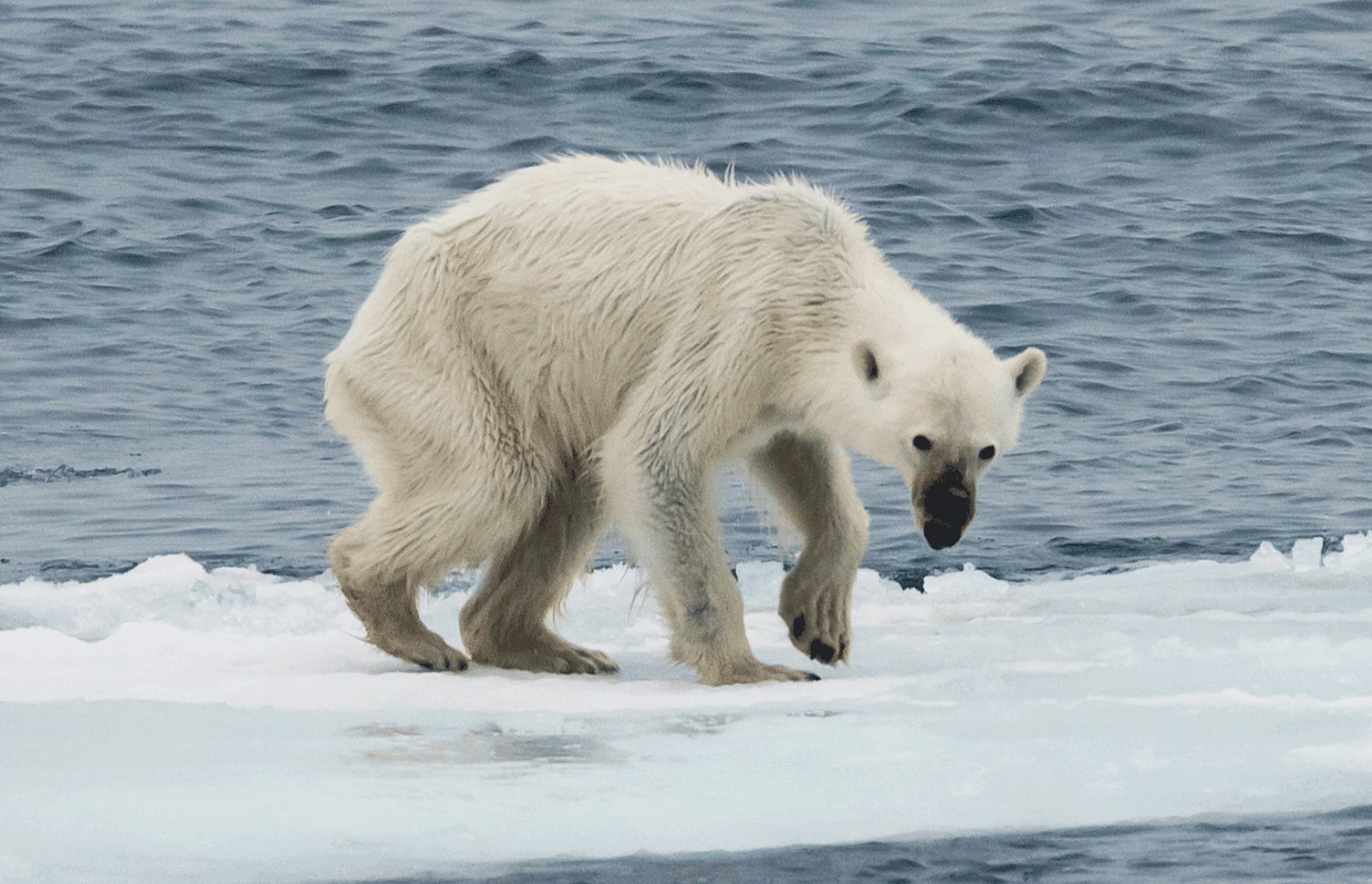 Nature docs like 'Our Planet' have a starving polar problem