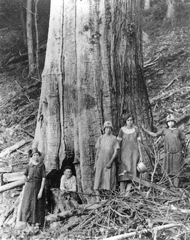 The family of James and Caroline Shelton poses by a large dead chestnut tree in Tremont Falls, Tenne...