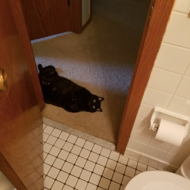 Why Do Cats Follow You To The Bathroom We Asked Scientists