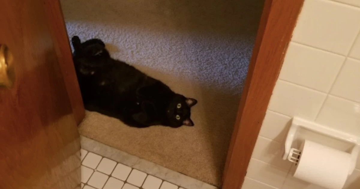 Why Do Cats Follow You To The Bathroom We Asked Scientists