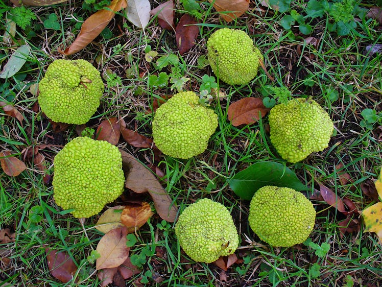 Osage orange