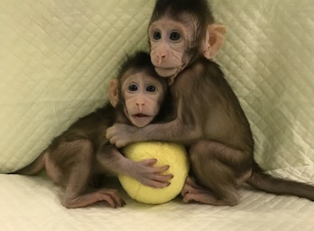 cloned monkeys