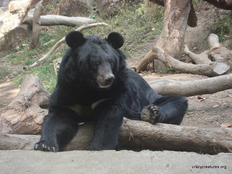 Despite their large size (100-150kg), these Asian (also Himalayan) Black Bears are arboreal, i.e. th...