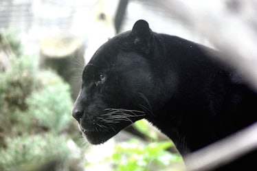 Closeup of a black panther 