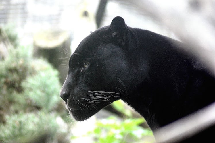 Closeup of a black panther 