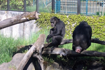 Zoo 03 - Chimp Butt