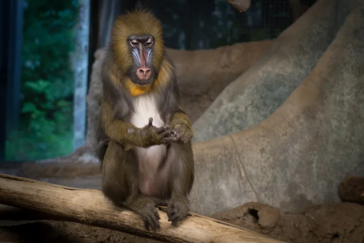 Brow Ridges In Primates Expressive Eyebrow Wiggling Has Evolutionary Roots, say Scientists