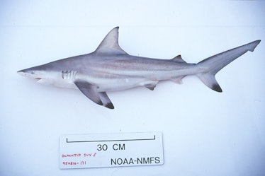 blacktip shark