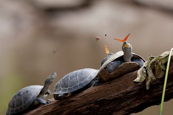 A butterfly feeds on the tears of a turtle, one of many lachryphagous relationships known to scienti...