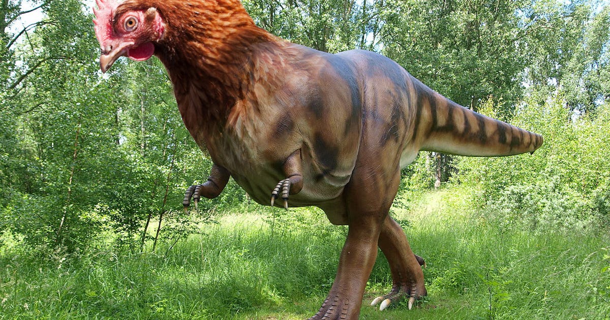Scientists Are Reverse Engineering A Dinosaur From A Chicken Scientists Are Reverse Engineering A Dinosaur From A Chicken