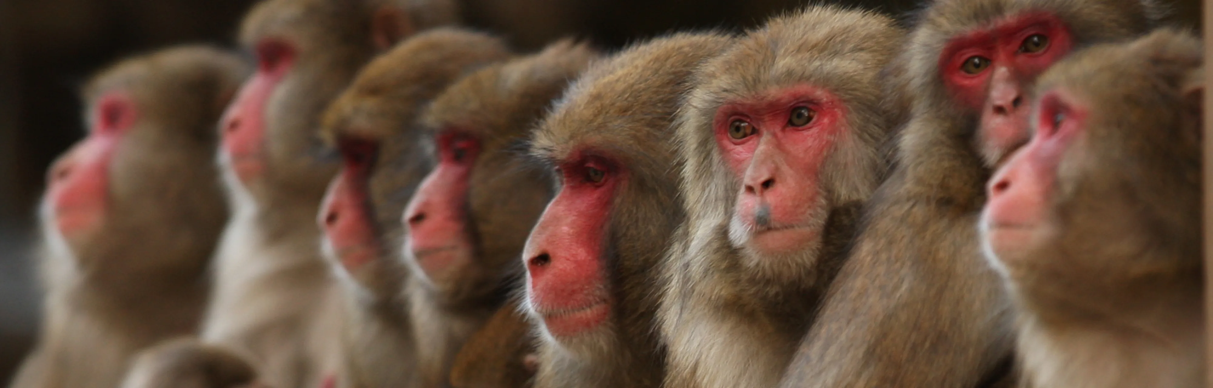 Transgenic Monkeys Show Signs of Autism