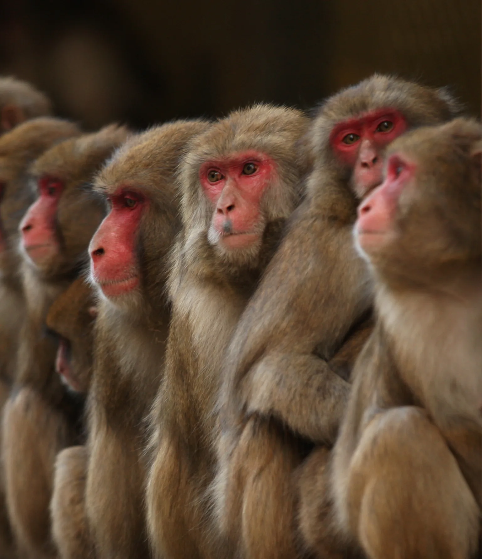 Transgenic Monkeys Show Signs of Autism