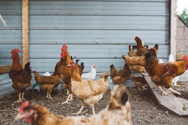 In lower-income countries, antibiotic resistance in chickens increased significantly over just 18 ye...