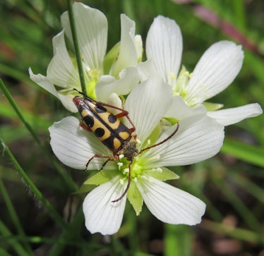 Longhorn beetles pollinate Venus flytraps, but they don't get eaten.