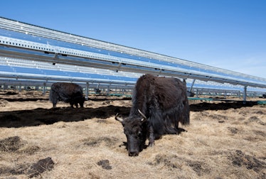 Elevated solar panels mean the yaks in China can continue eating the hay.