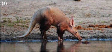 aadvark drinking water drink river