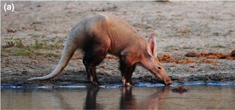 aadvark drinking water drink river