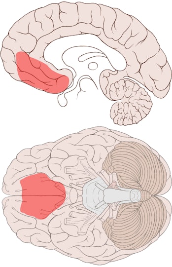 ventromedial prefrontal cortex