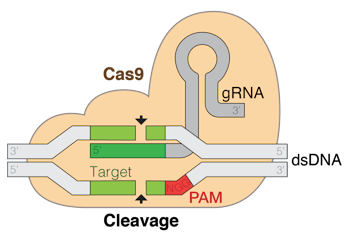 CRISPR Cas9 diagram