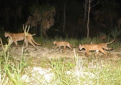 A North American cougar and three cubs in Florida. 