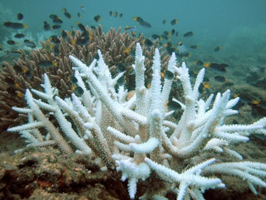 Is Coral a Plant or Animal? They're Not What You Think They Are