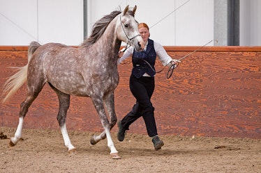 Arabian horse