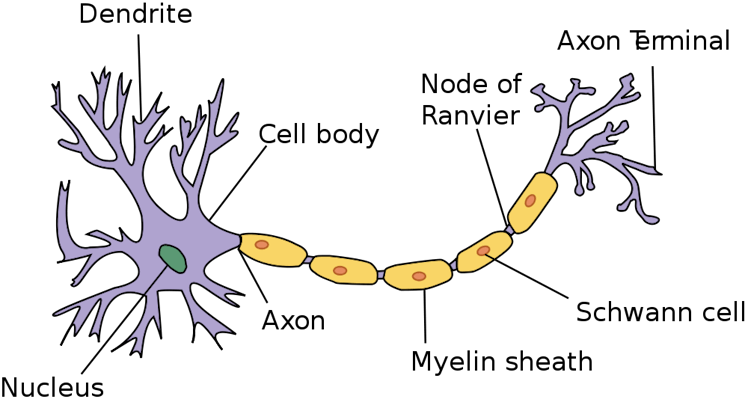 A nerve cell diagram.