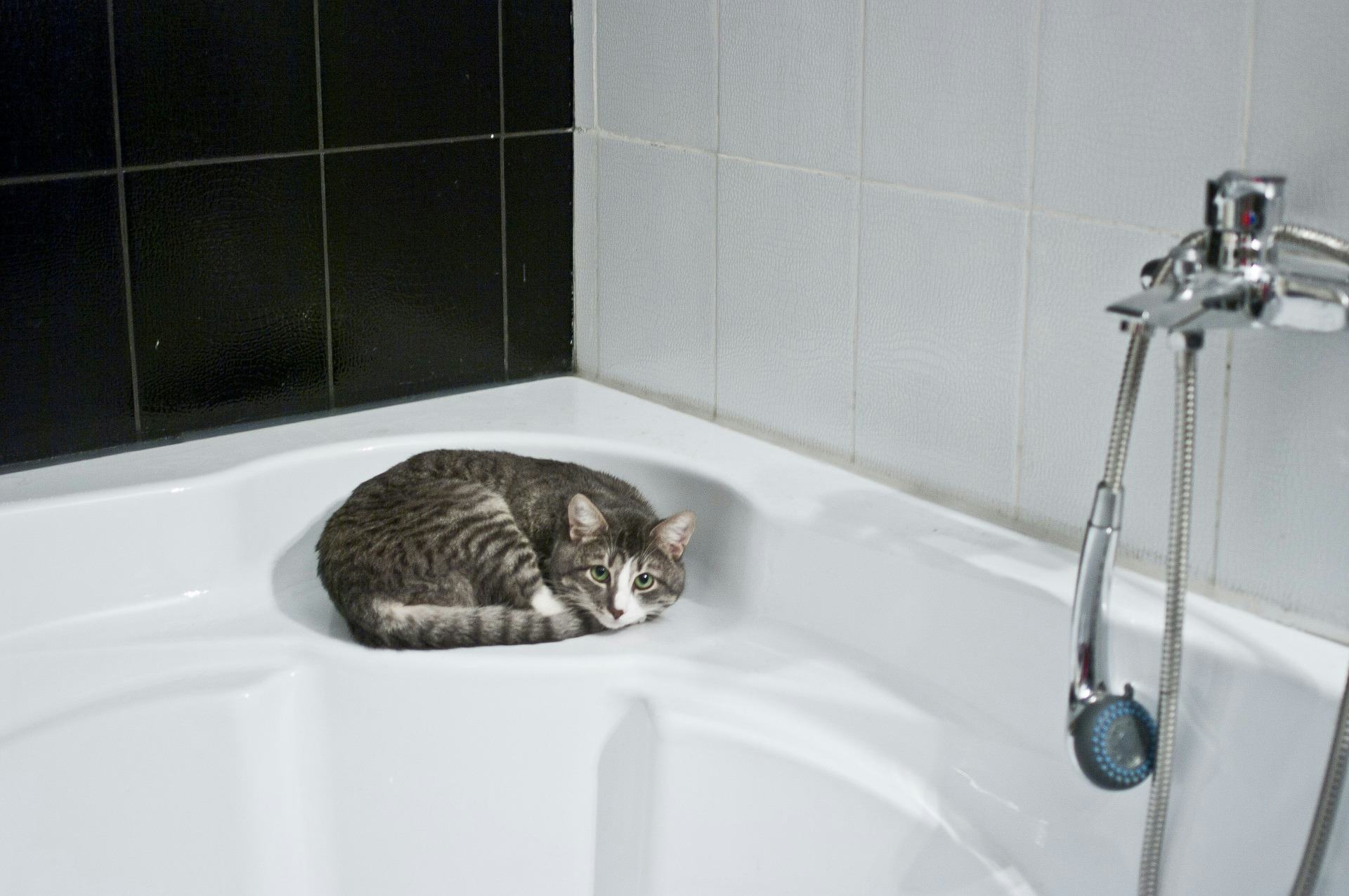 Video The Science of Why Your Cat Follows You into the Bathroom