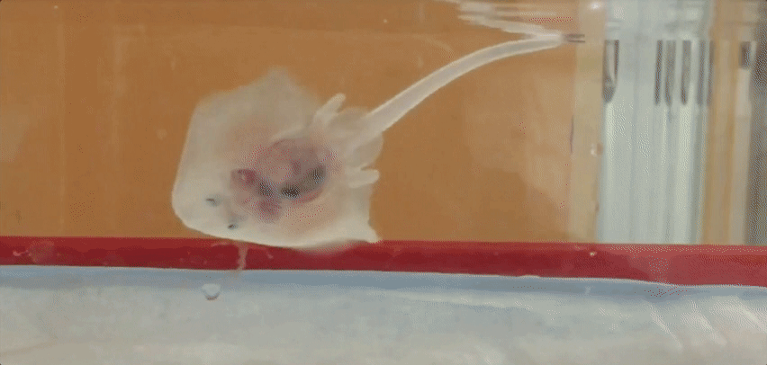 "Walking Fish" Discovery Scraps Evolutionary Theory of Human