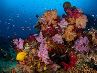 Coral and fish under water 