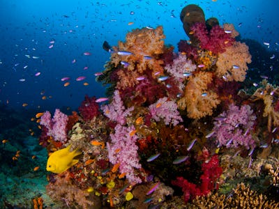 Coral and fish under water 