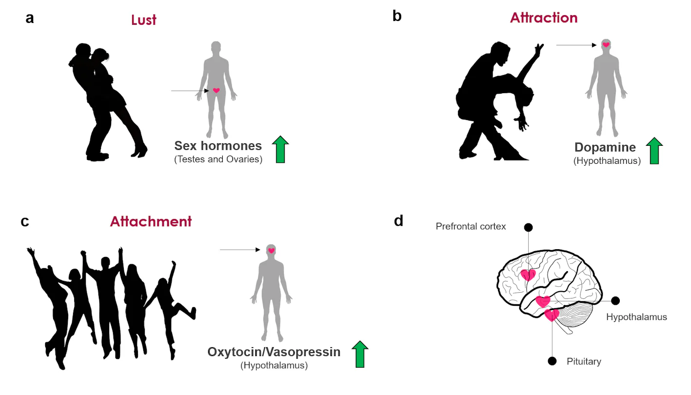 What Love Does to YourBrain