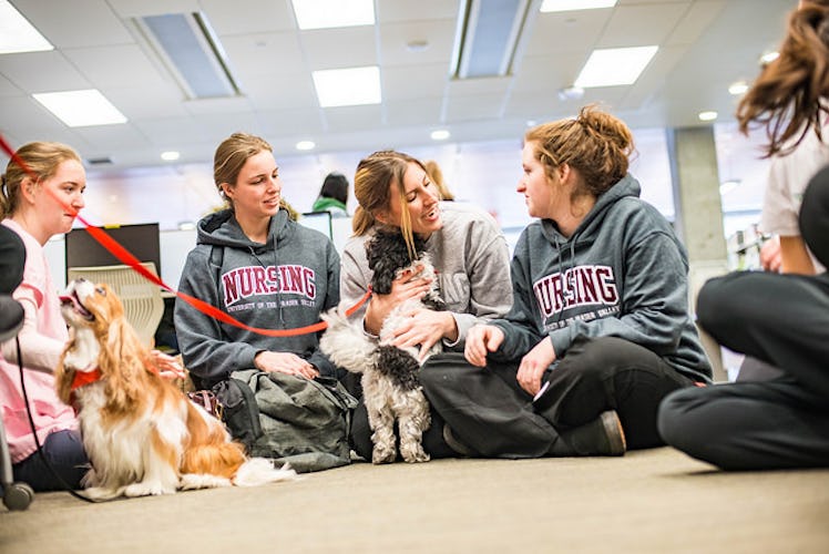 therapy dogs