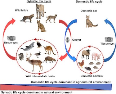 sylvatic life cycle