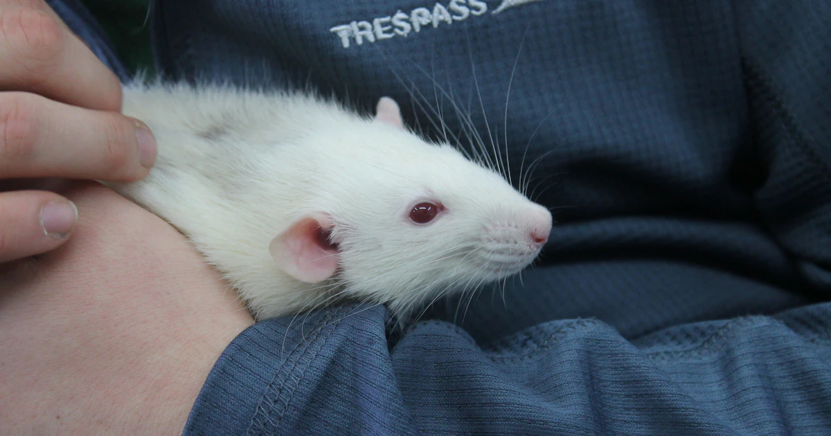 Evil Laugh Lab Rats Scientists Are Tickling Rats Because We Don't Understand Laughter