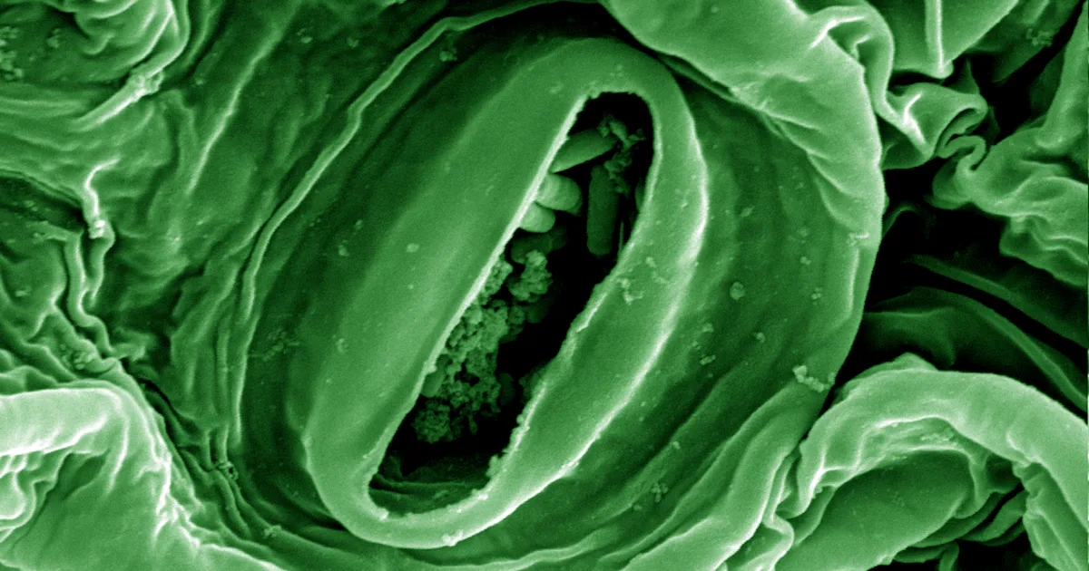 Contaminated Poop Science is Saving Your Food From Getting Contaminated by Poop