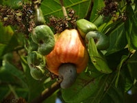 Orange cashew growing on a tree 