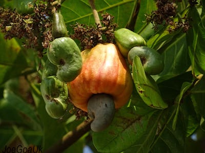 Orange cashew growing on a tree 