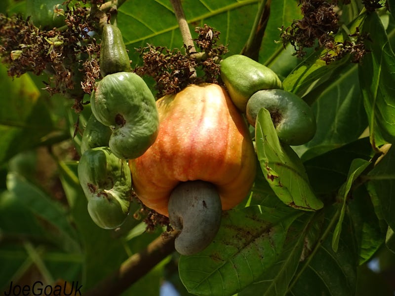 Orange cashew growing on a tree
